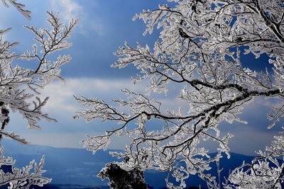 Low angle view of bare tree against sky