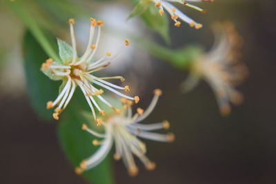 Close-up of white flowers