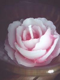 Close-up of pink rose