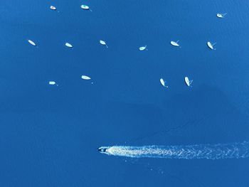 Low angle view of airplane flying over sea