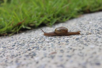 Surface level of snail on white surface