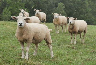 Sheep standing in a field