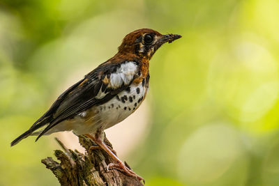 Close-up of bird perching on branch