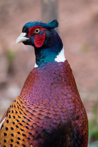 Close-up portrait of a male pheasant 