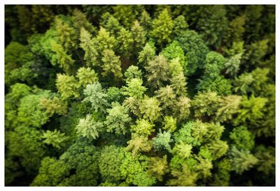 Close-up of green plants