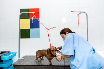 Female veterinarian examining dog in animal hospital