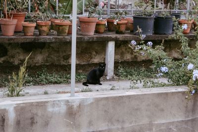 Cat on wall