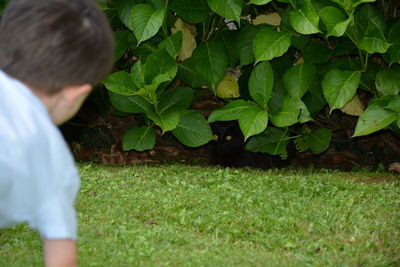 Rear view of boy looking at cat hiding behind plants in back yard