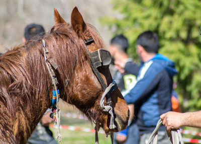 Man riding horse