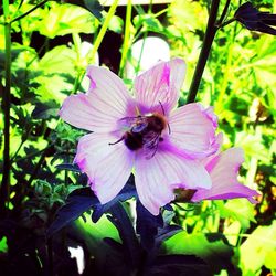 Close-up of purple flower