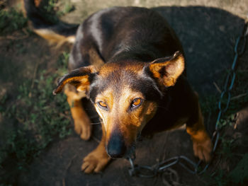 dog