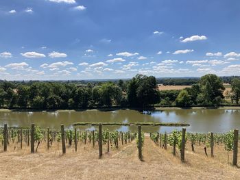 Looking across the vineyard on a hot day at painshill park