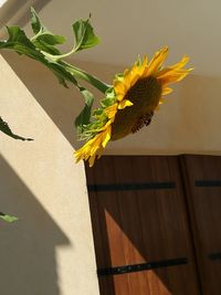 Close-up of sunflower in vase