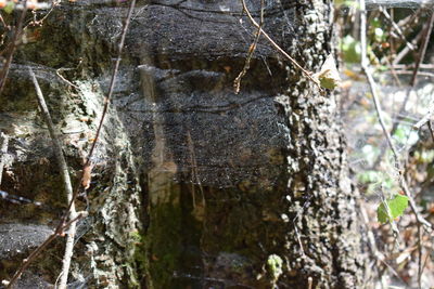 Close-up of crab in forest