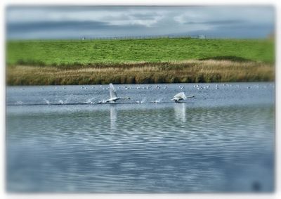 Birds in lake against sky