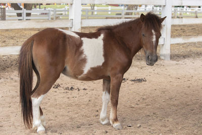 Horse standing in ranch