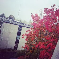 Low angle view of flowers against sky