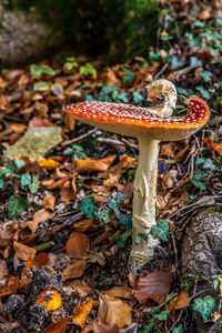 Close-up of fly agaric mushroom on field