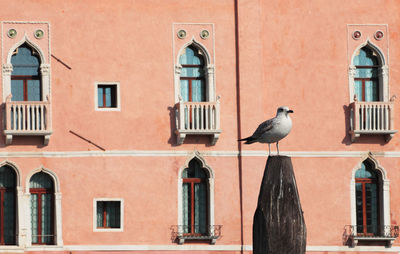 Seagull perching on window