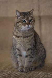 Close-up of cat sitting on rug