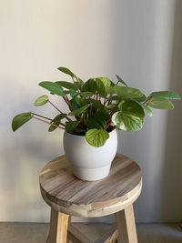 Close-up of potted plant on table against wall