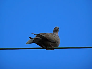 Low angle view of bird perching on cable against blue sky