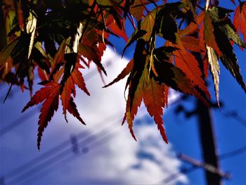 Low angle view of maple leaves against sky