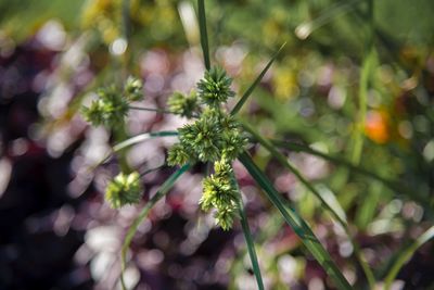 Close-up of flowering plant leaves