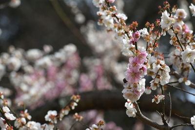 Close-up of pink plum blossoms