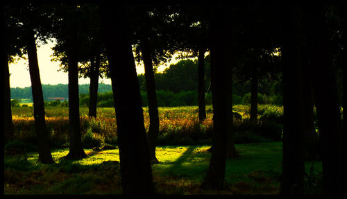 Trees growing on field