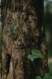 Close-up of tree trunk