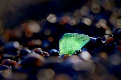 Close-up of plant against blurred background