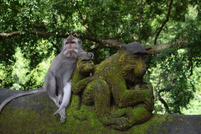 Monkey sitting on tree