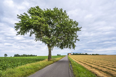 Trees on field against sky