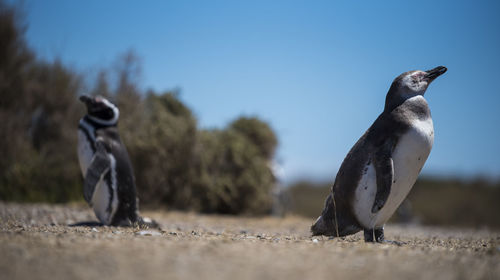 View of two birds on land