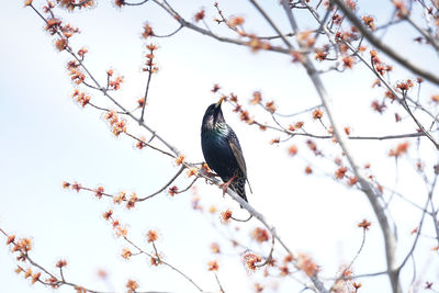 Low angle view of bird perching on cherry tree