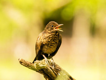 Close-up of bird perching on a branch