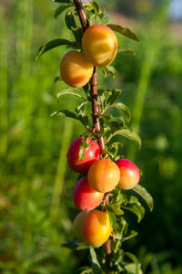 Close-up of tomatoes growing on tree