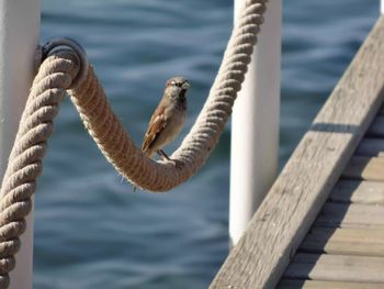 Close-up of rope tied to wooden post