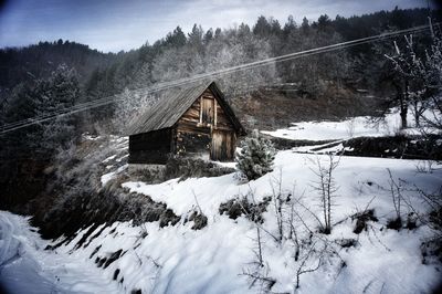 House amidst trees and plants in forest during winter
