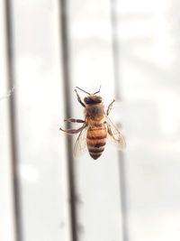 Close-up of bee on glass window