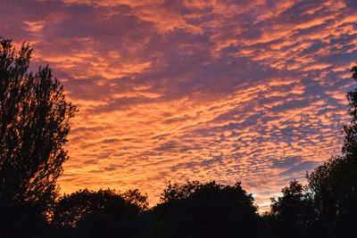 Low angle view of silhouette trees against orange sky