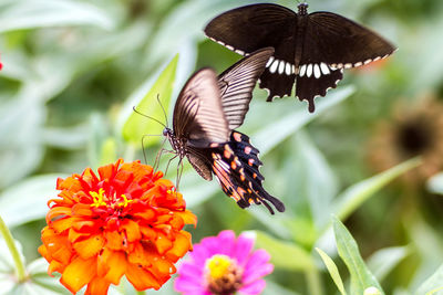 Close-up of butterfly pollinating on flower