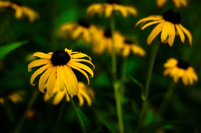 Close-up of yellow flowering plant