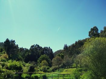 Trees on landscape against clear sky