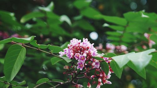 Close-up of pink flowering plant