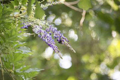 Close-up of purple flowering plant