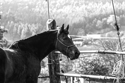 Brown mare loose in the meadow