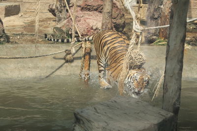 View of turtle in water