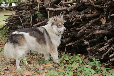 Portrait of dog on field